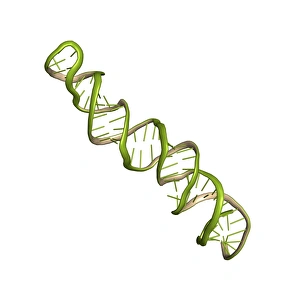 Images Dated 27th January 2014: MicroRNA precursor molecule Print