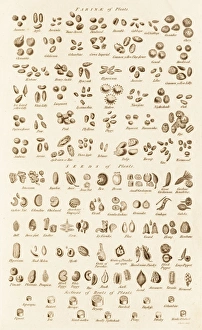 Historical Botanical Illustrations Prints: Microscopic Vegetable Objects C017 / 3506