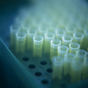 Prints of Microtubes stored in a rack. Microtubes can be used in centrifuges, where a fluid is separated into its constituent parts by rapid spinning Images Dated 2003 November: Microtubes stored in a rack, Print