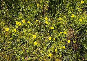American Flora Prints: Mimulus primuloides