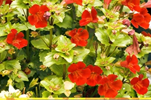 Flowering Plant Photos Prints: Mimulus sp C014 / 0845