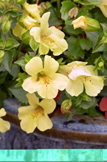 Flowering Plant Photos Prints: Mimulus sp C014 / 0847
