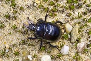 Images Dated 14th January 2013: Minotaur Beetle Print