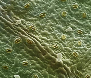 Guard Cells Function Prints: Mint leaf surface, SEM