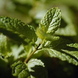 Medicinal Herb Photos Prints: Mint leaves