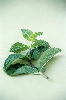 Fresh Mint Leaves Prints: Mint (Mentha sp. )