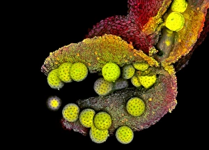Light Microscopy Images Prints: Mirabilis anther, light micrograph