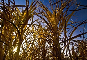 Miscanthus Print in Field Landscape