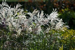 Perennial Plants Prints: Miscanthus sinensis