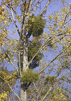Parasitic Plant Species Prints: Mistletoe plants in a tree