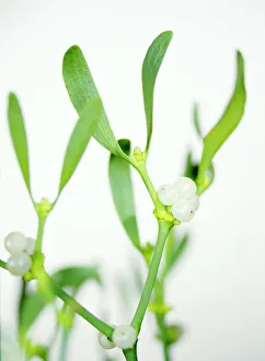 European Mistletoe Prints: Mistletoe sprigs