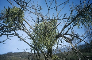 Mistletoe Plant Prints: Mistletoe on a tree