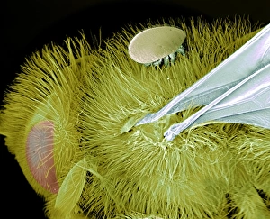 Mite on bee, SEM Mite on bee, SEM