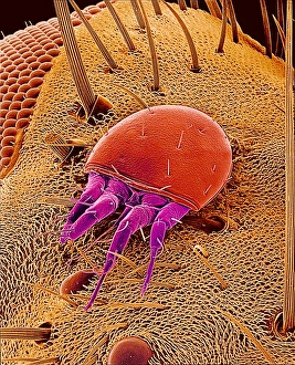 Prints of Mite. Coloured scanning electron micrograph (SEM) of an unidentified mite (order Acari) on the head of a fly (eye at upper left, red). The mites are tiny relatives of the spider Images Dated 2002 December: Print of Mite on a Fly, SEM
