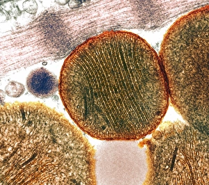 Prints of Mitochondria. Coloured transmission electron micrograph of mitochondria (circles). A mitochondrion is a membrane-bound organelle that exists in eukaryotic cells Images Dated 2004 September: Mitochondria Print - Coloured Transmission Electron Micrograph