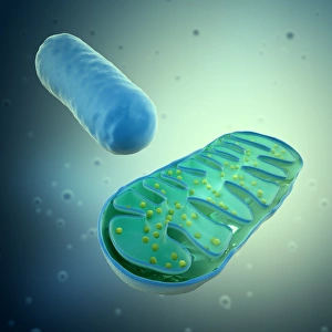 Cell Biology Images Prints: Mitochondria, artwork