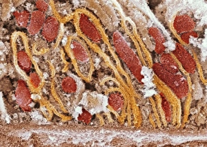 Mitochondria Print, SEM Image of Kidney Cell Organelles