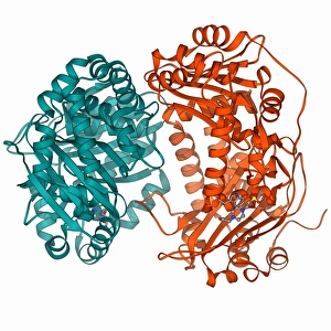 Mitochondrial processing peptidase F006/9362 Mitochondrial processing peptidase F006/9362