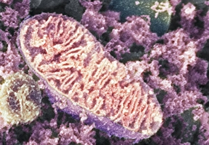 Prints of Mitochondrion. Coloured scanning electron micrograph (SEM) of a mitochondrion in a nerve cell. Mitochondria are a type of organelle found in the cytoplasm of eukaryotic cells Images Dated 2009 January: Mitochondrion Print, SEM