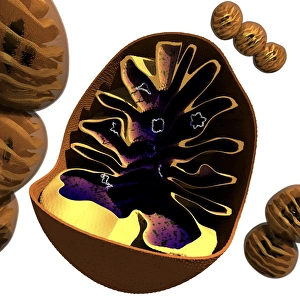 Cellular Energy Production Prints: Mitochondrion structure, artwork