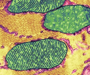 Mitochondrion Print, Coloured TEM of Heart Muscle Cells