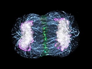 Mitosis Print: Fluorescence Micrograph of Telophase
