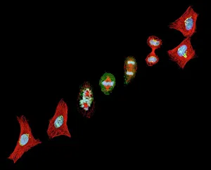 DNA Prints: Mitosis Print: Cellular Division Process