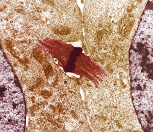 Transmission Electron Micrograph TEM Prints: Mitotic cell division, TEM