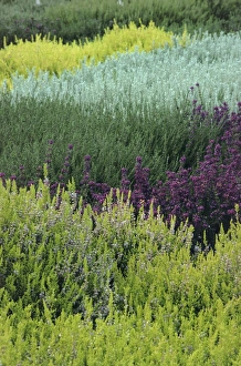 Purple Flowers In Nature Prints: Mixed heather