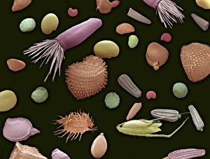 Wild meadow seed mixture Print, x200 magnification