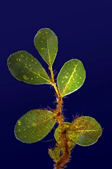 Light Micrograph Prints: Mnium moss, light micrograph