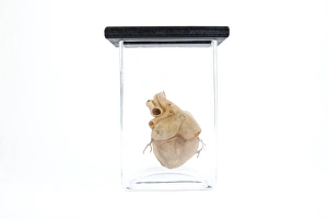 Anatomical Heart Model Prints: Model human heart