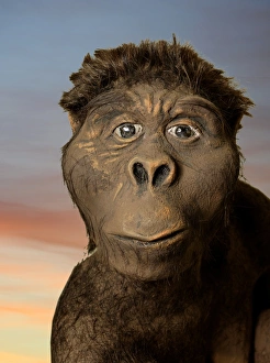 Bipedal Australopithecus afarensis Model Print