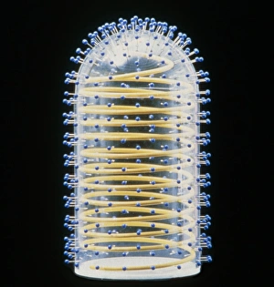 Model of reovirus particle Model of reovirus particle
