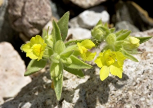 USA Desert Landscape Photography Prints: Mohavea breviflora