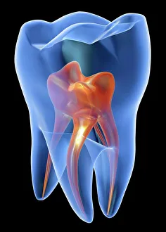 Scientific Posters: Molar Tooth Transparent Print