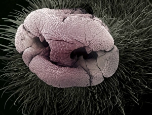 Prints of Mole nose. Coloured scanning electron micrograph (SEM) of the snout (pink) of a mole, showing specialised bulbous papillae (projections) known as Eimers organs Images Dated 2008 February: Coloured SEM Print of a Mole's Snout