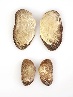 Mollusc Shells Prints: Mollusc shells C016 / 6196