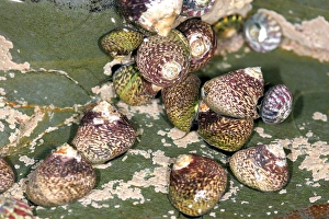Seashore Wildlife Photography Prints: Molluscs