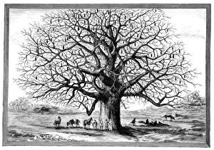 Adansonia Digitata Prints: Monkeybread tree, 19th century
