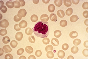 Light Micrograph Images Prints: Monocyte blood cell, light micrograph