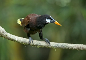 Montezuma oropendola C018/2439 Montezuma oropendola C018/2439