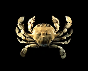 Images Dated 6th December 2012: Moon crab (Matuta victor) Print, 4cm wide carapace