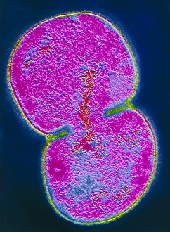 Prints of Moraxella catarrhalis bacterium dividing Images Dated 2004 October: Moraxella catarrhalis bacterium dividing Print
