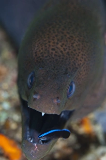 Images Dated 12th March 2013: Moray Eel with Cleaner Wrasse Print