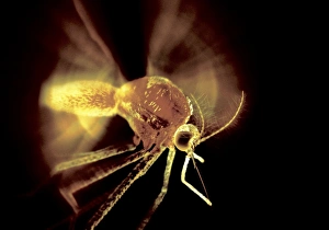 Nectar Feeding Insects Prints: Mosquito