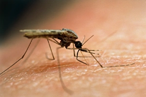 Mosquito feeding on human skin Mosquito feeding on human skin