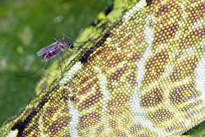 Ecuador Rainforest Animals Prints: Mosquito feeding on a lizard