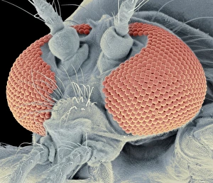 Prints of Mosquito head. Coloured scanning electron micrograph (SEM) of the head of a mosquito, showing its large compound eyes. Each eye consists of many lenses (spheres) known as ommatidia Images Dated 2012 January: SEM Mosquito Head Print