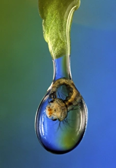 Mosquito larva in drop of water Mosquito larva in drop of water